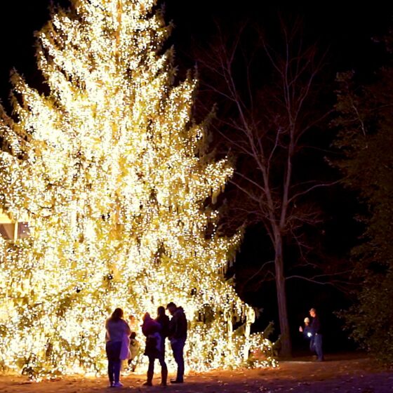 Best Christmas Lights Pasadena Maryland Realtor James Bowerman Real Estate Agent Real Creative Group MD